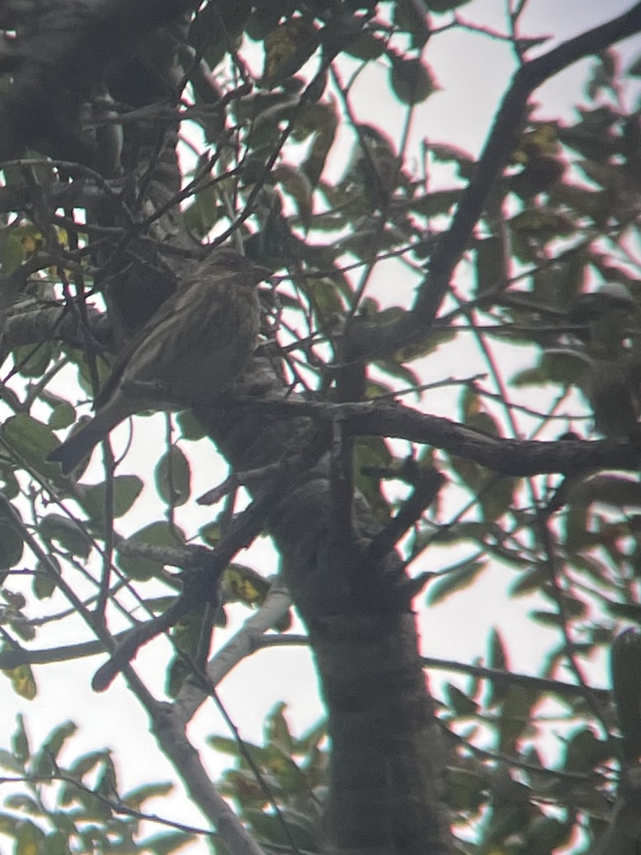 Purple Finch (Western) - ML647432761