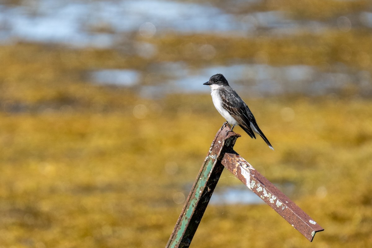 Eastern Kingbird - ML647432776
