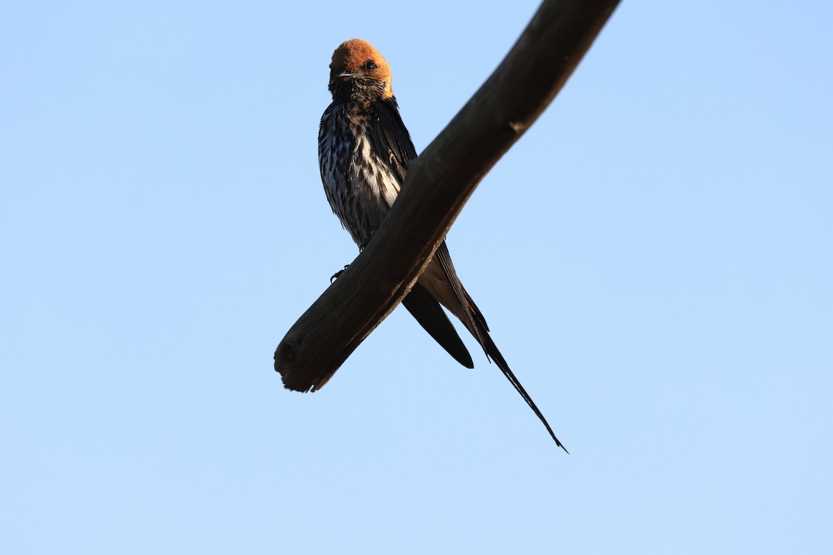 Hirondelle striée - ML647432782