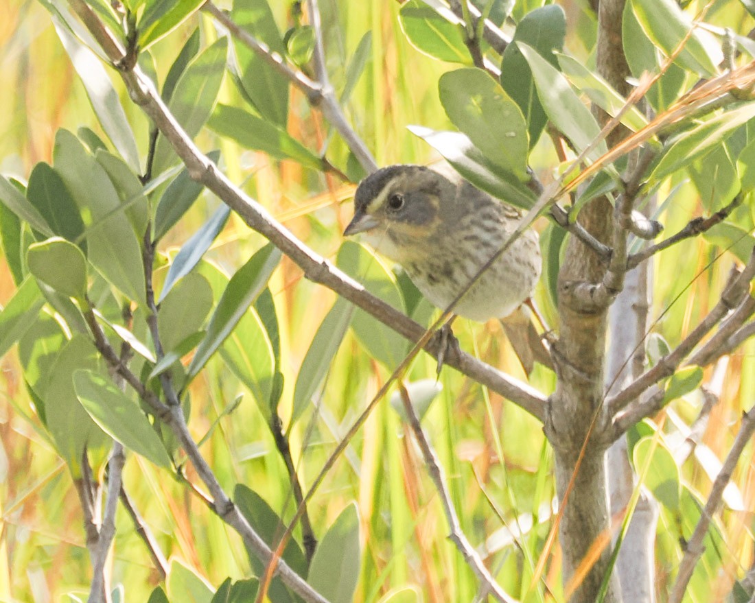 Nelson's Sparrow - ML647432788