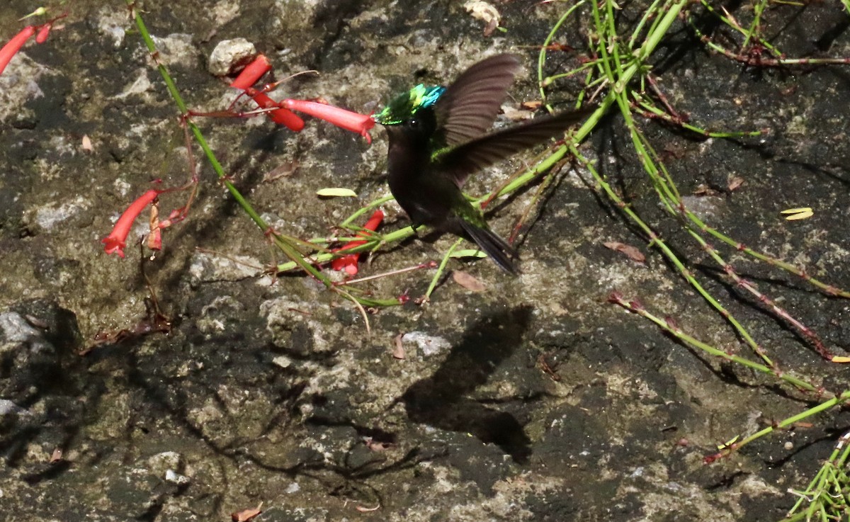 Antillean Crested Hummingbird - ML647432807