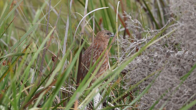 Brown Quail - ML647432824