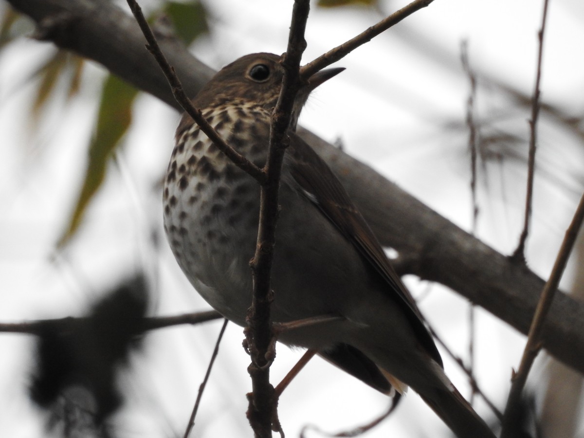 Zorzalito Colirrufo - ML647432833