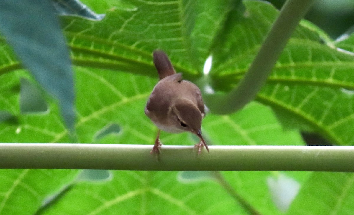 St. Lucia Wren - ML647432835