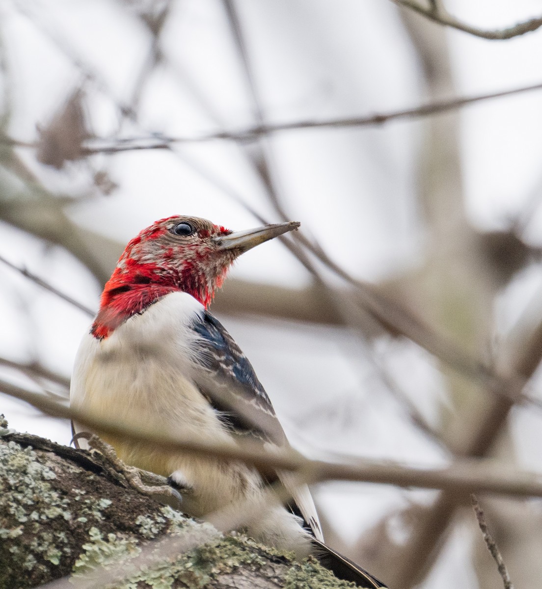 datel červenohlavý - ML647432858