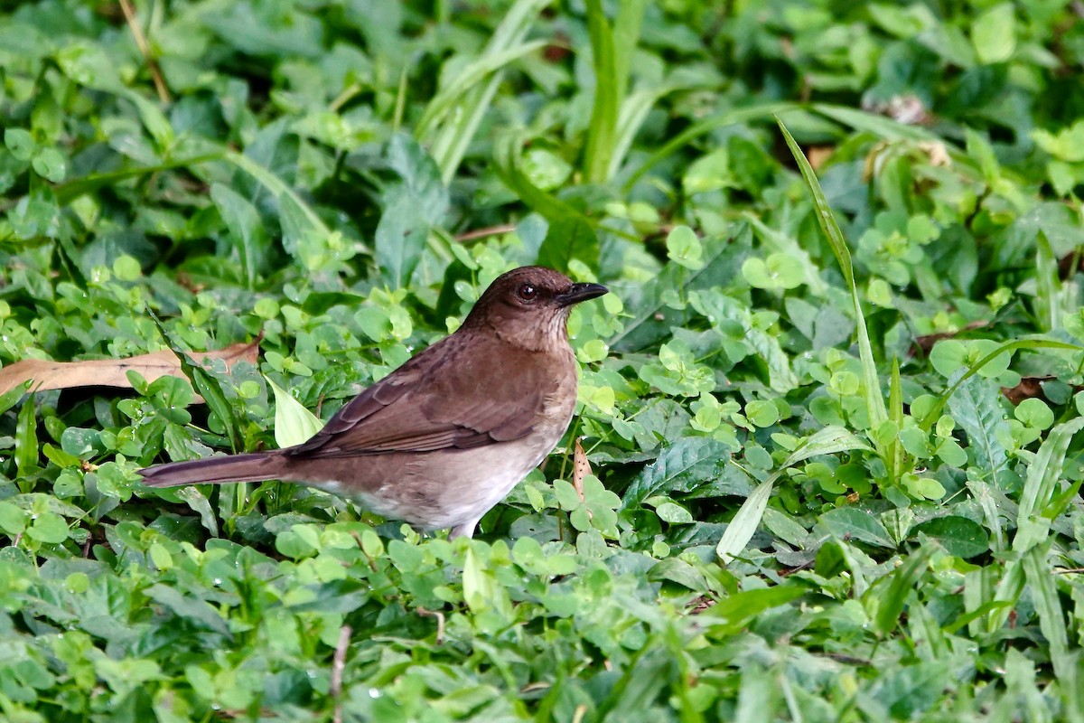 Black-billed Thrush - ML647432876