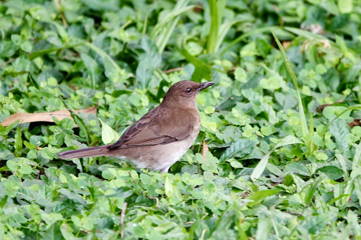Black-billed Thrush - ML647432877