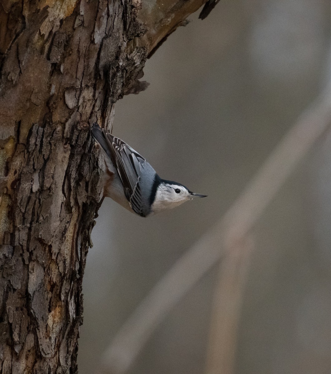 brhlík běloprsý - ML647432886