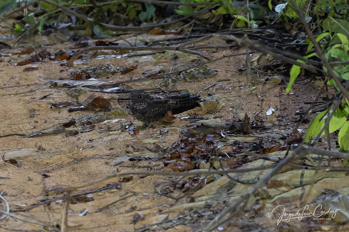 Blackish Nightjar - ML647432888