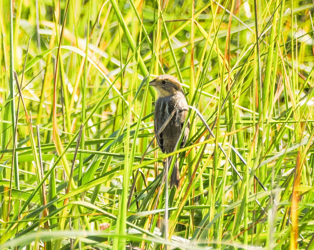 Nelson's Sparrow - ML647432894