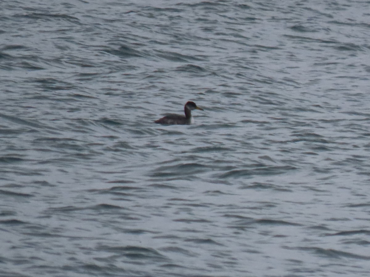 Rothalstaucher - ML647432929