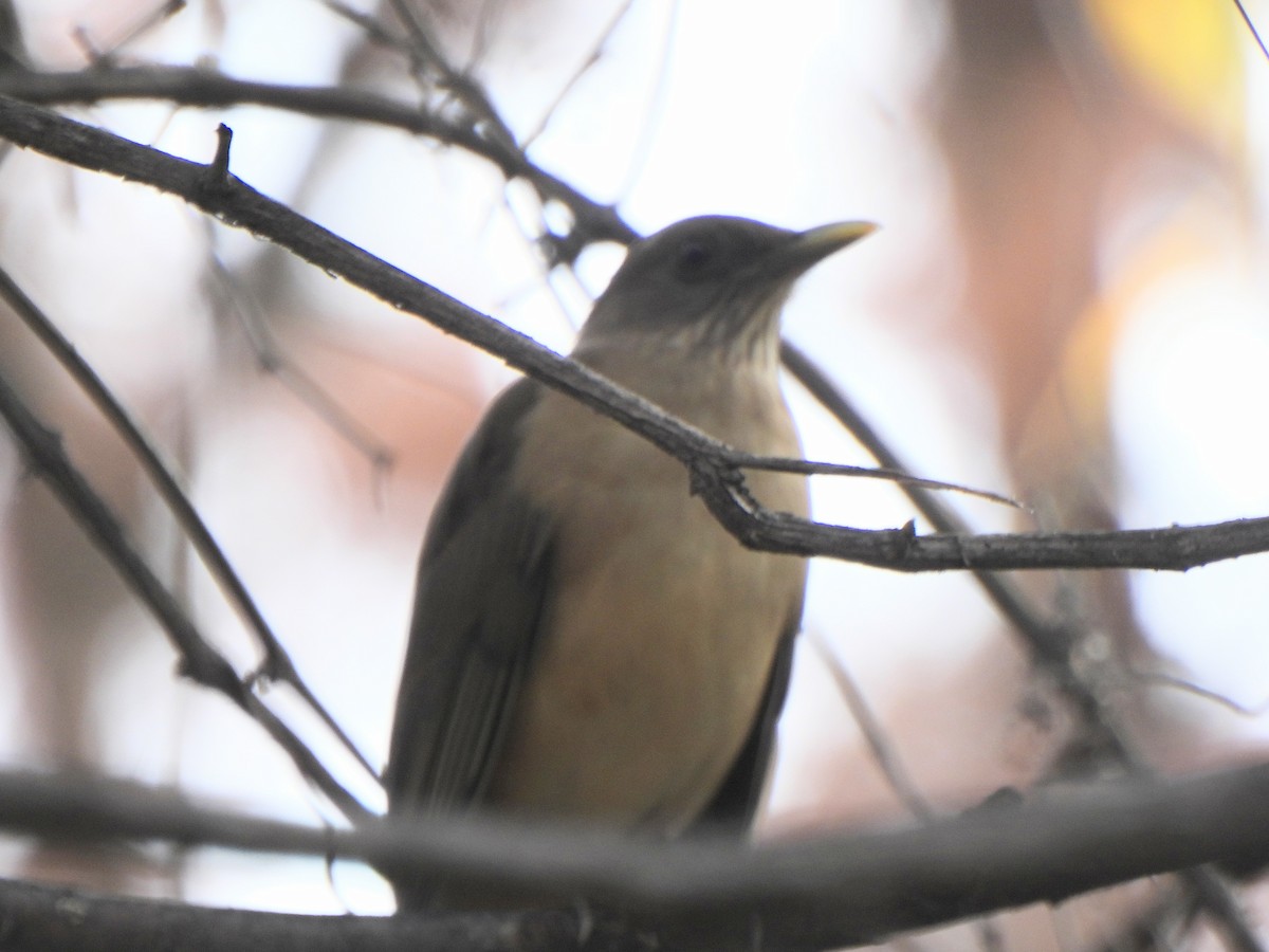 Merle fauve - ML647432935