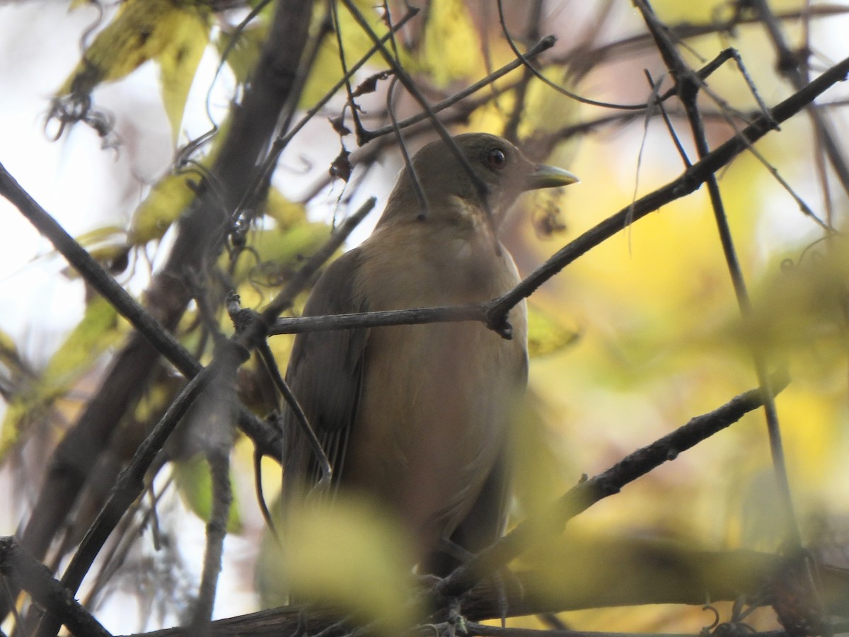 Merle fauve - ML647432936