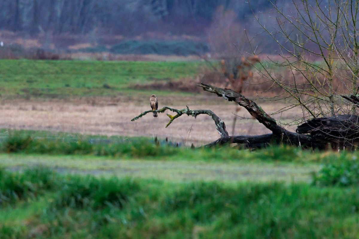 Northern Harrier - ML647432939