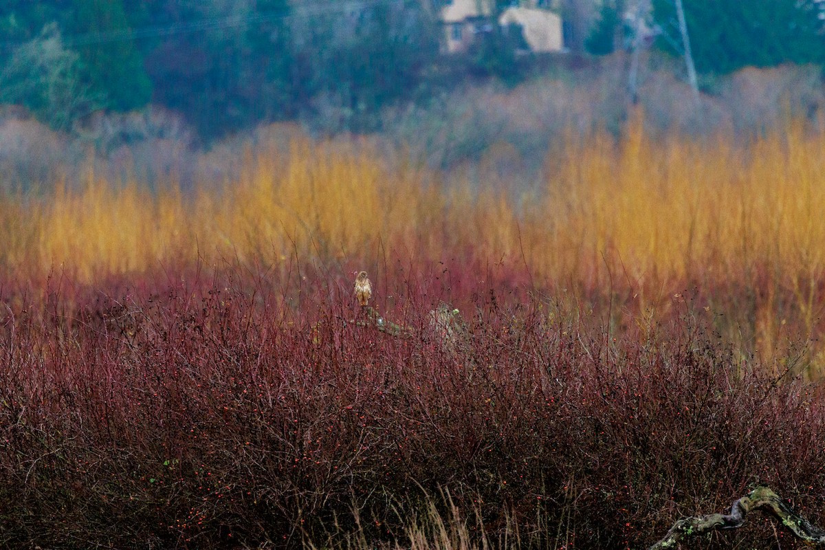 Northern Harrier - ML647432940