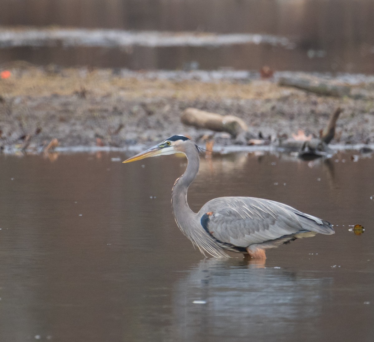 Great Blue Heron - ML647432942