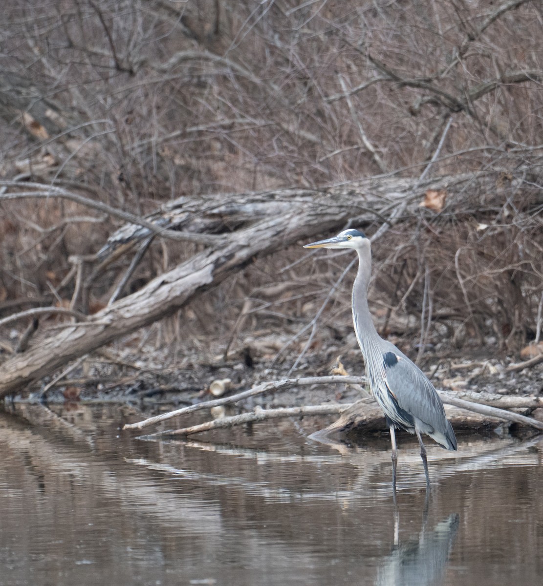 Great Blue Heron - ML647432944