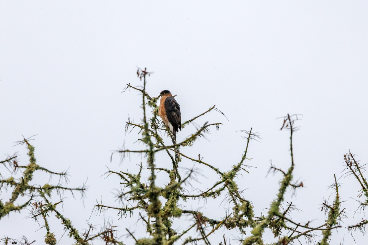 Cooper's Hawk - ML647432945