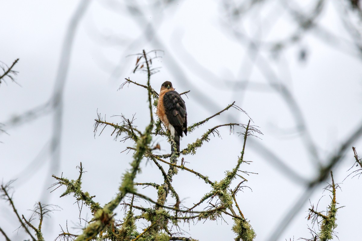 Cooper's Hawk - ML647432946