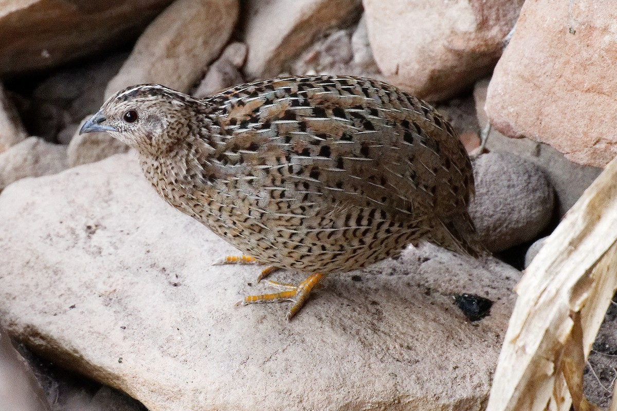 Brown Quail - ML647432948