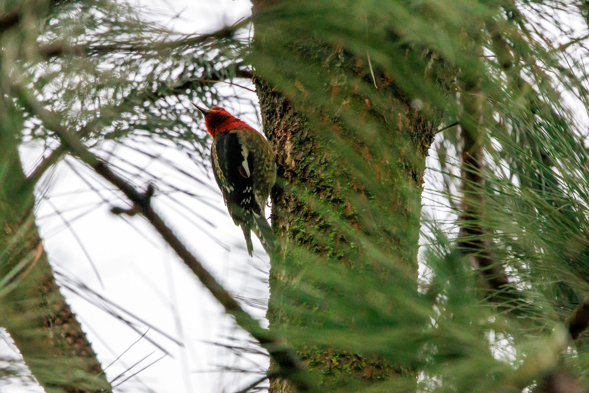 Red-breasted Sapsucker - ML647432950