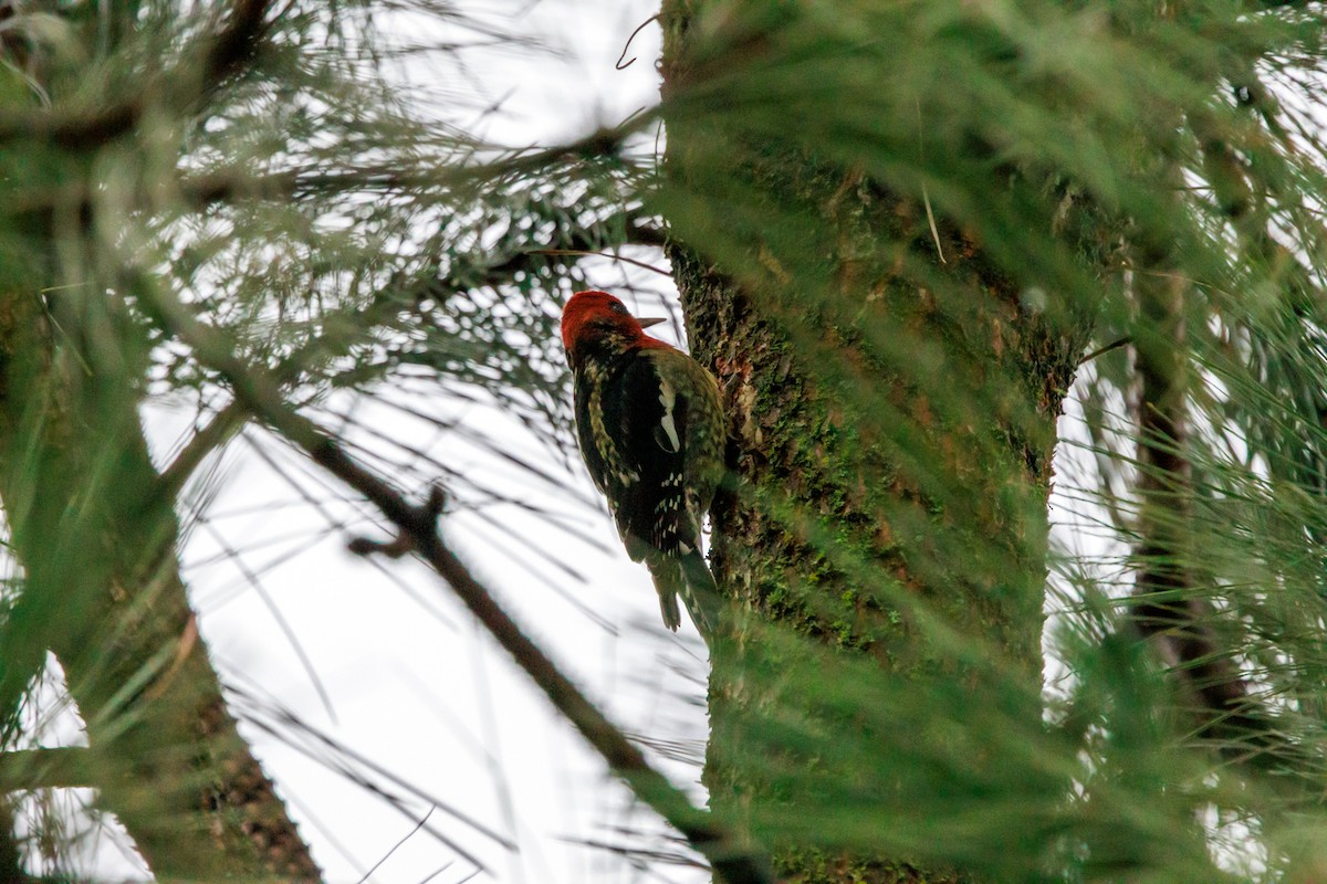 Red-breasted Sapsucker - ML647432951