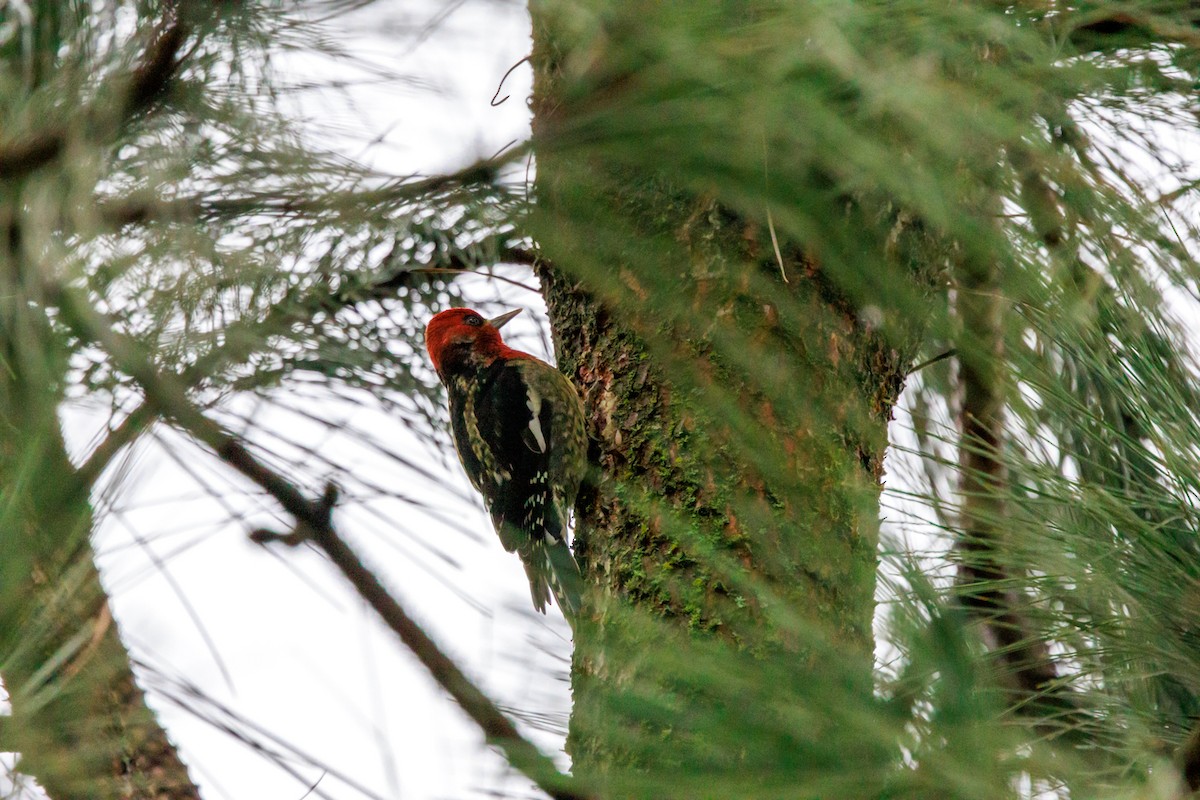 Red-breasted Sapsucker - ML647432952