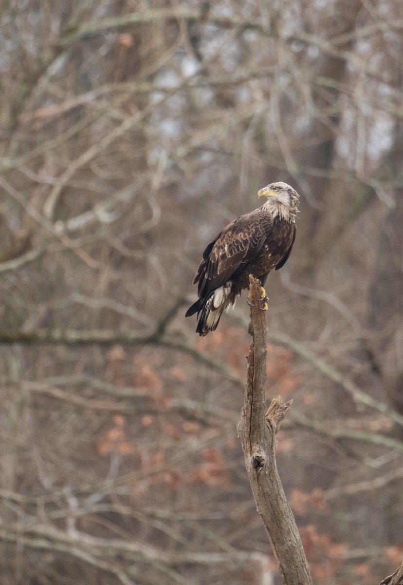 orel bělohlavý - ML647432954
