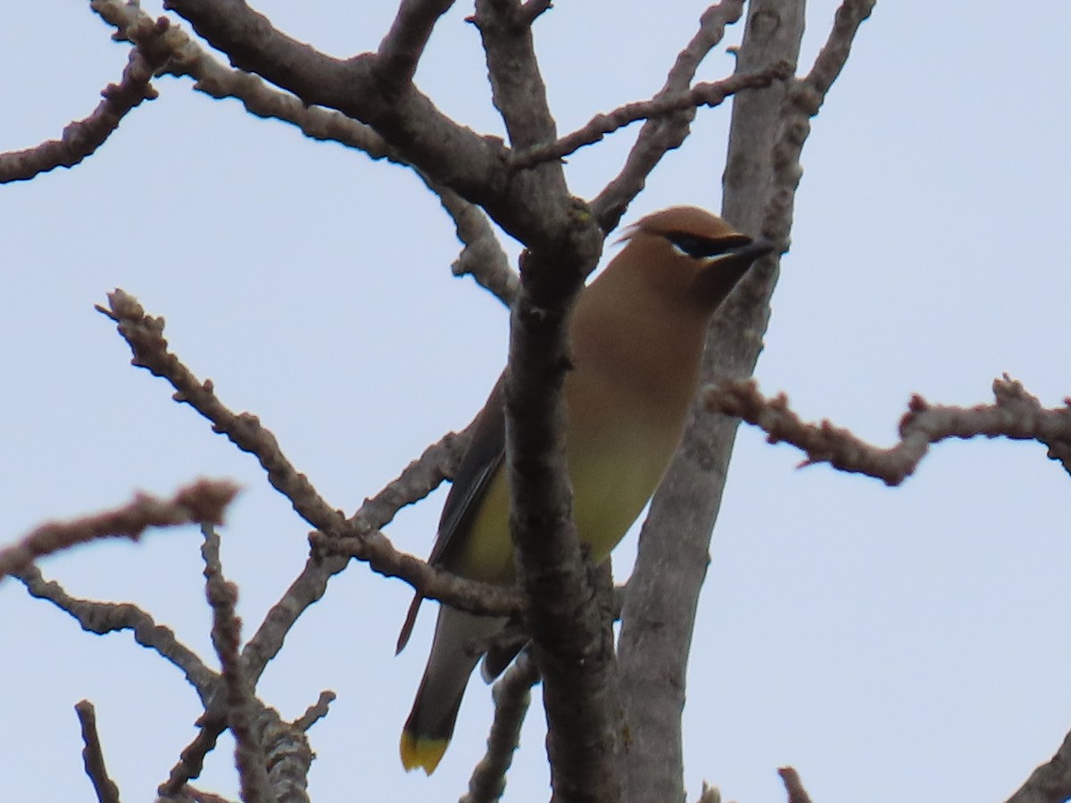 Buztanori amerikarra - ML647432957