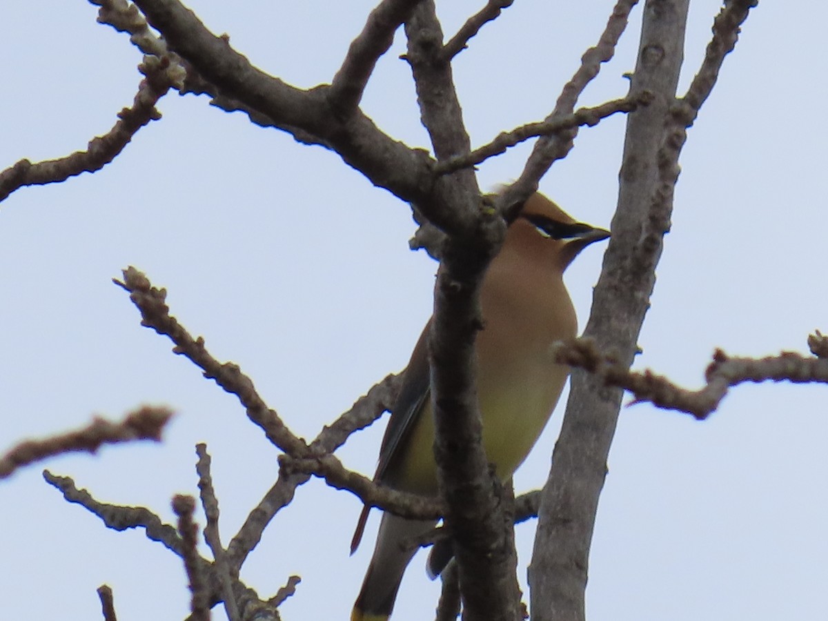 Buztanori amerikarra - ML647432958