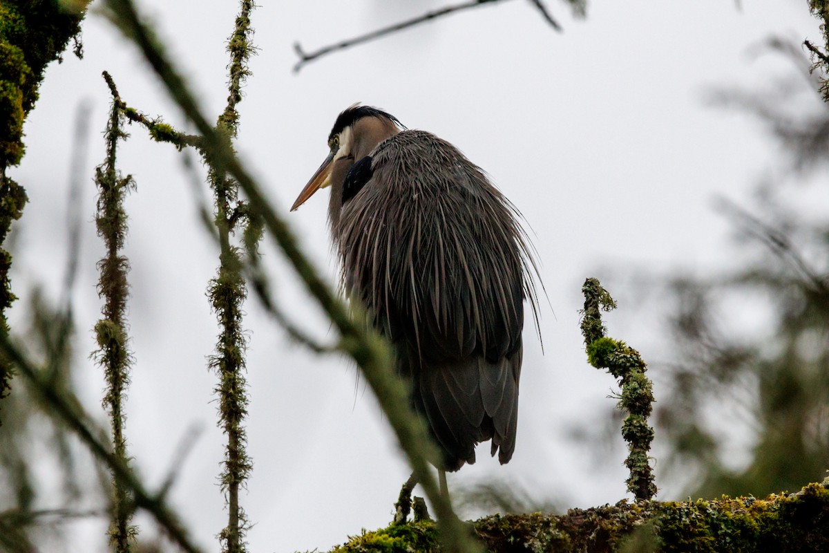 Great Blue Heron - ML647432963