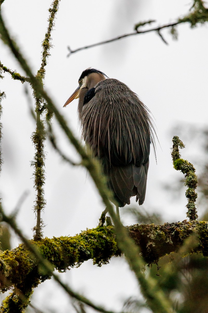Great Blue Heron - ML647432964