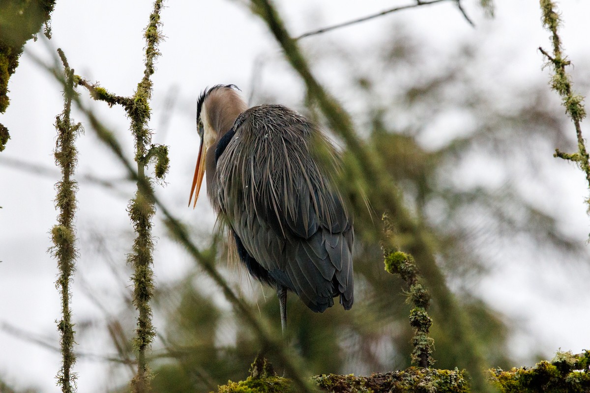 Great Blue Heron - ML647432965