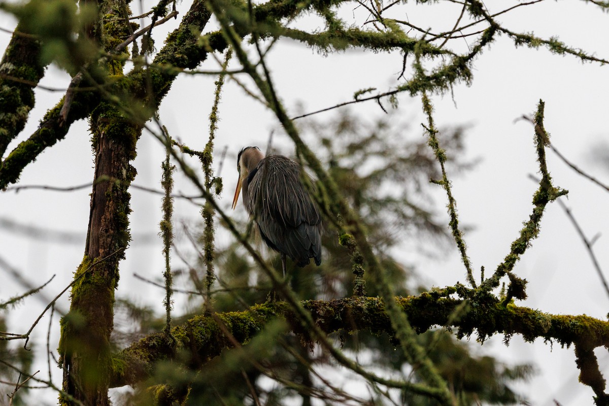 Great Blue Heron - ML647432966
