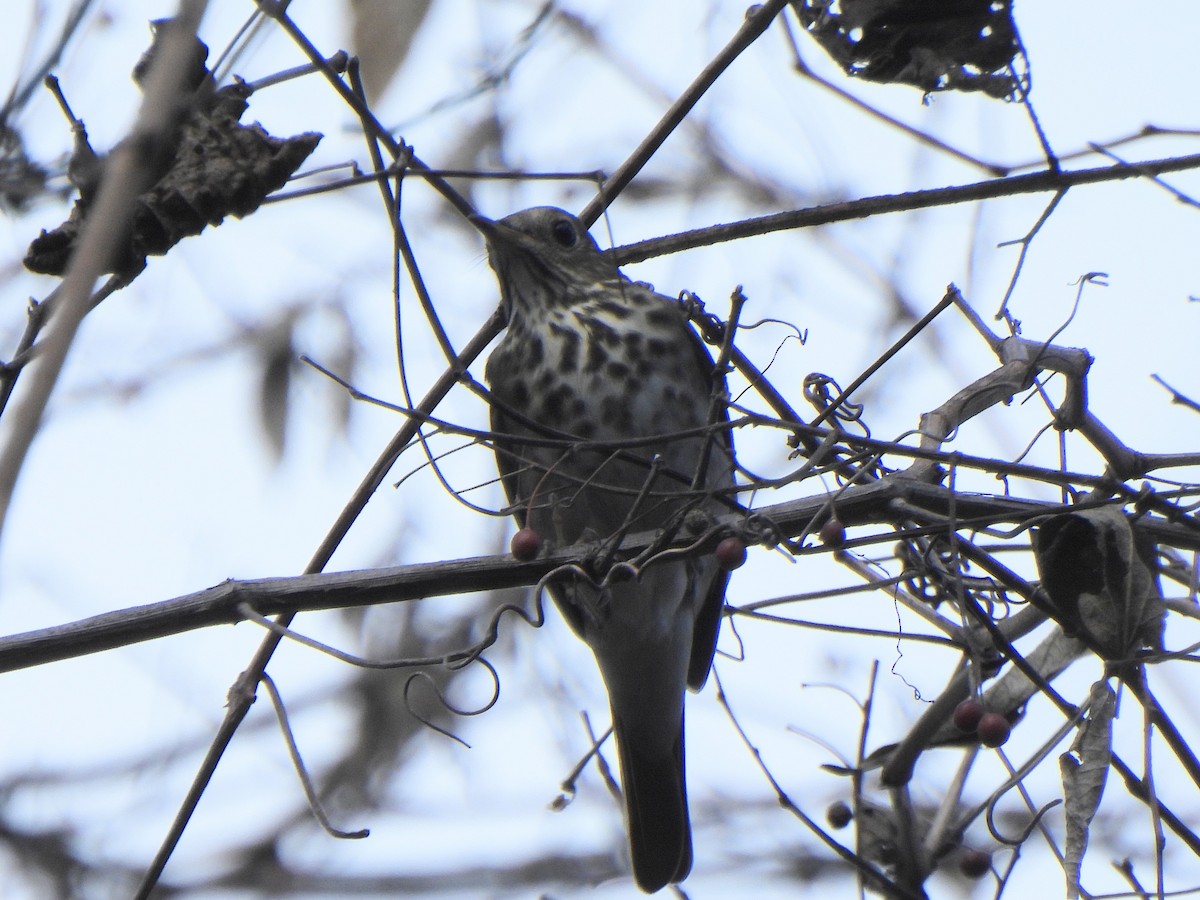 Zorzalito Colirrufo - ML647432967