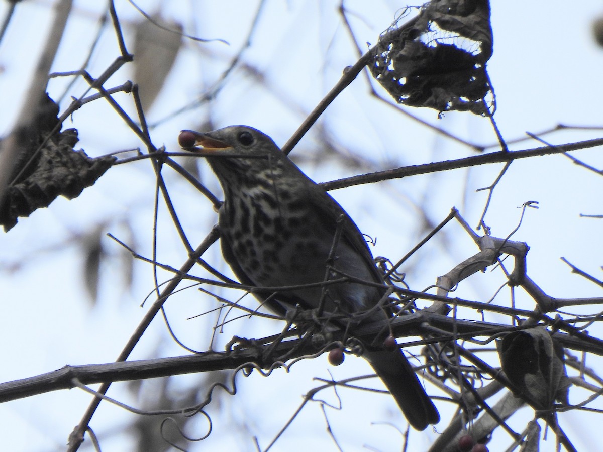 Zorzalito Colirrufo - ML647432968