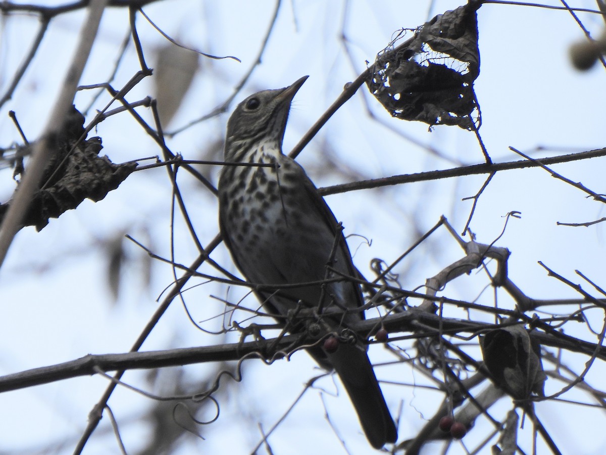 Zorzalito Colirrufo - ML647432969