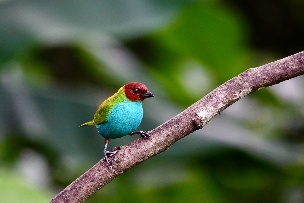 Calliste rouverdin - ML647432979