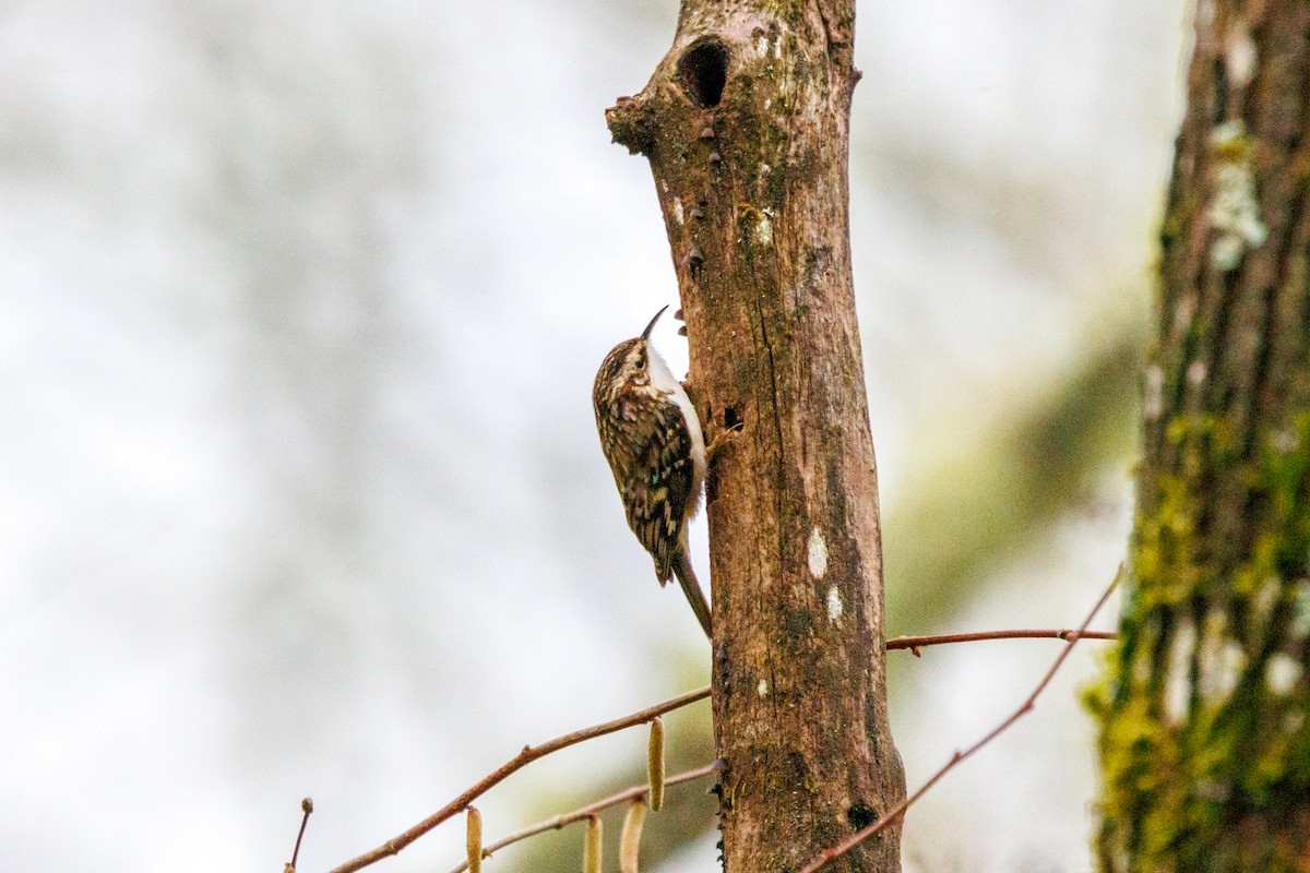Brown Creeper - ML647432981