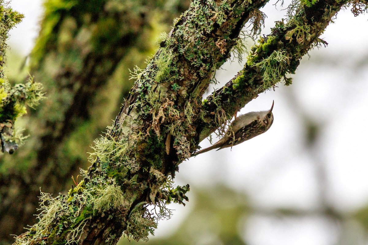 Brown Creeper - ML647432982