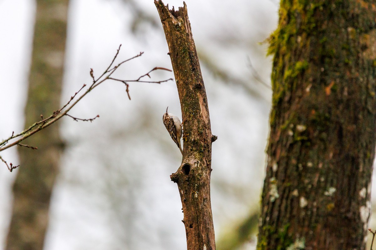 Brown Creeper - ML647432983