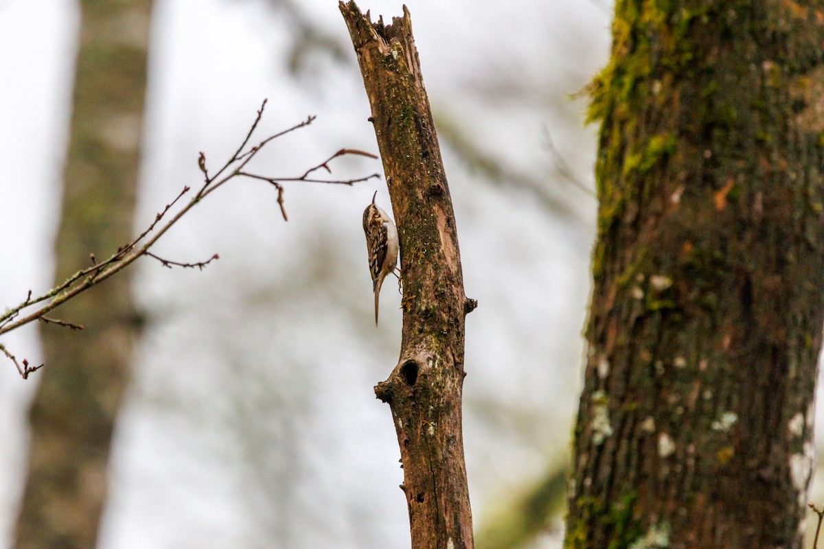Brown Creeper - ML647432984