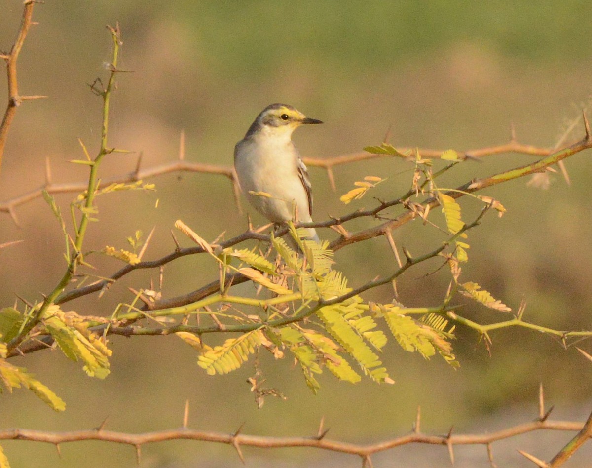 Bergeronnette citrine - ML647432985