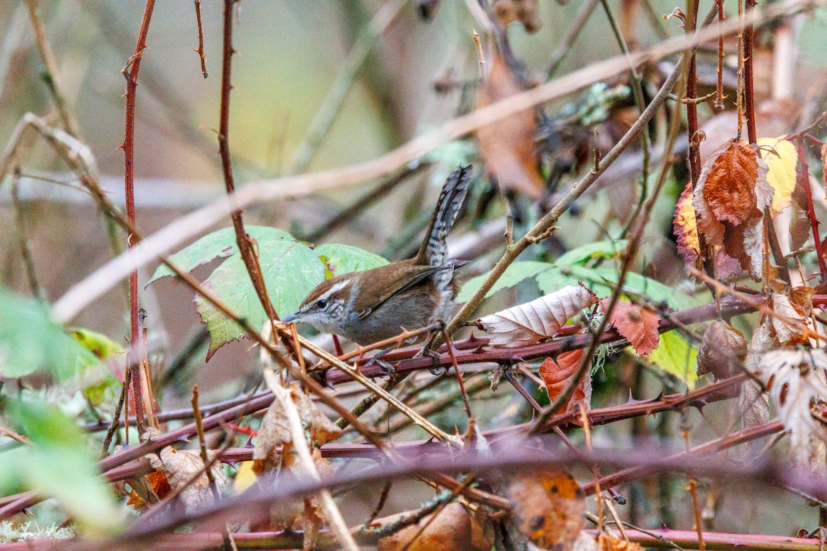 Bewick's Wren - ML647432988