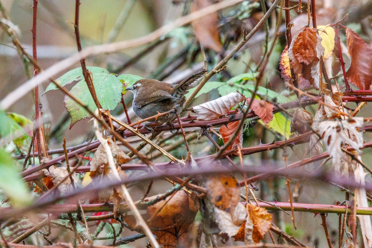 Bewick's Wren - ML647432989
