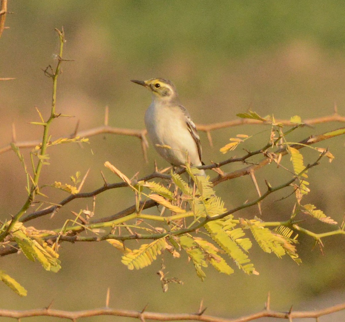 Bergeronnette citrine - ML647432994