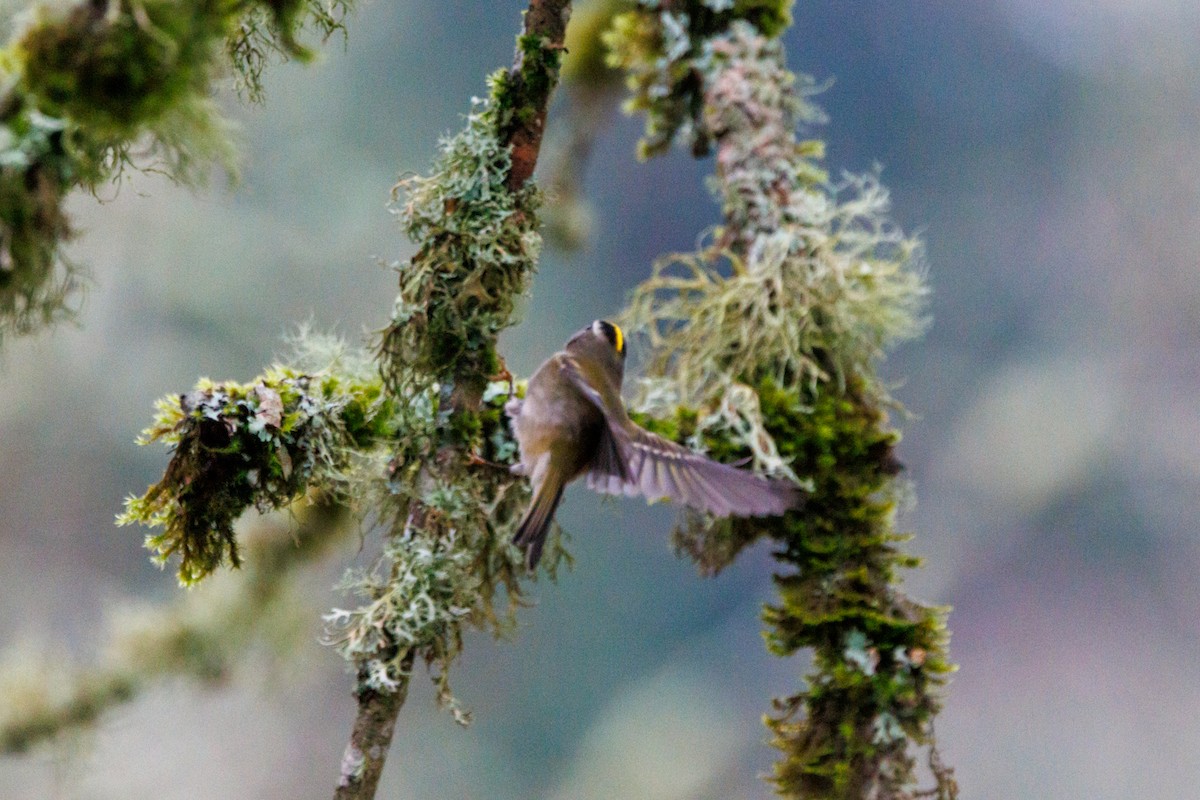Golden-crowned Kinglet - ML647432999