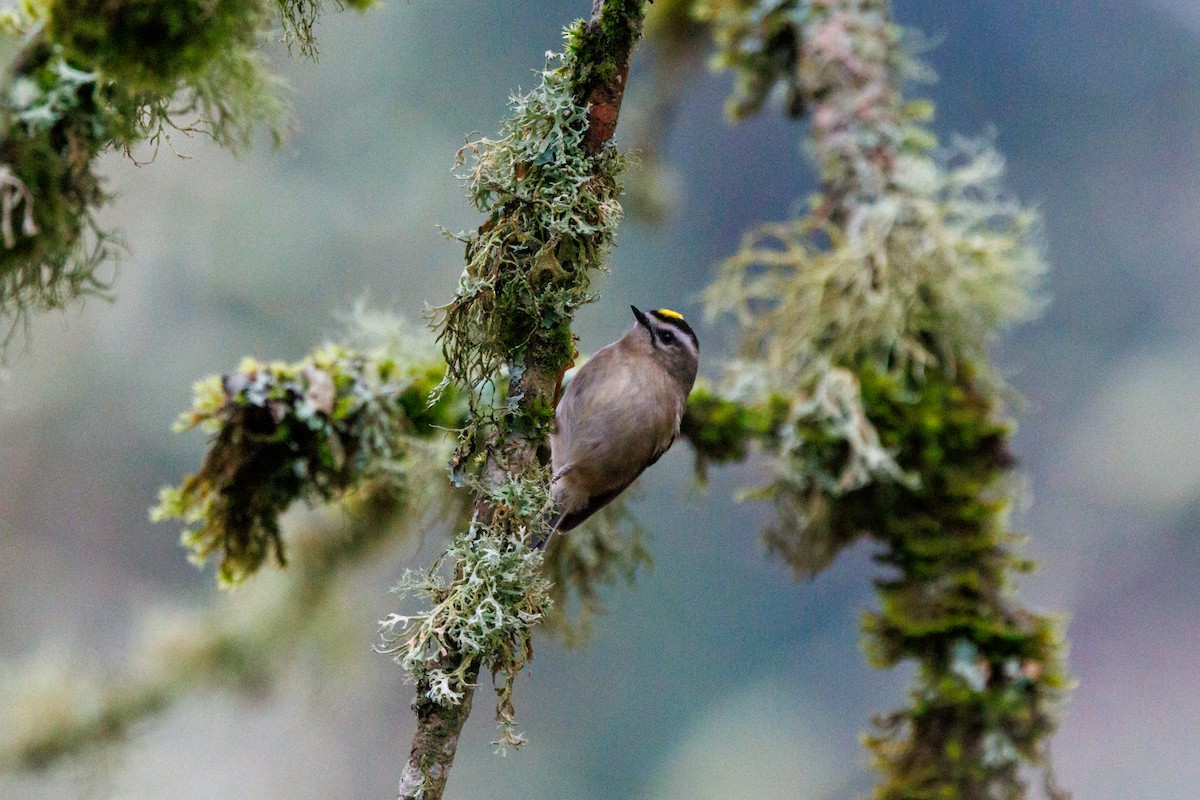 Golden-crowned Kinglet - ML647433000