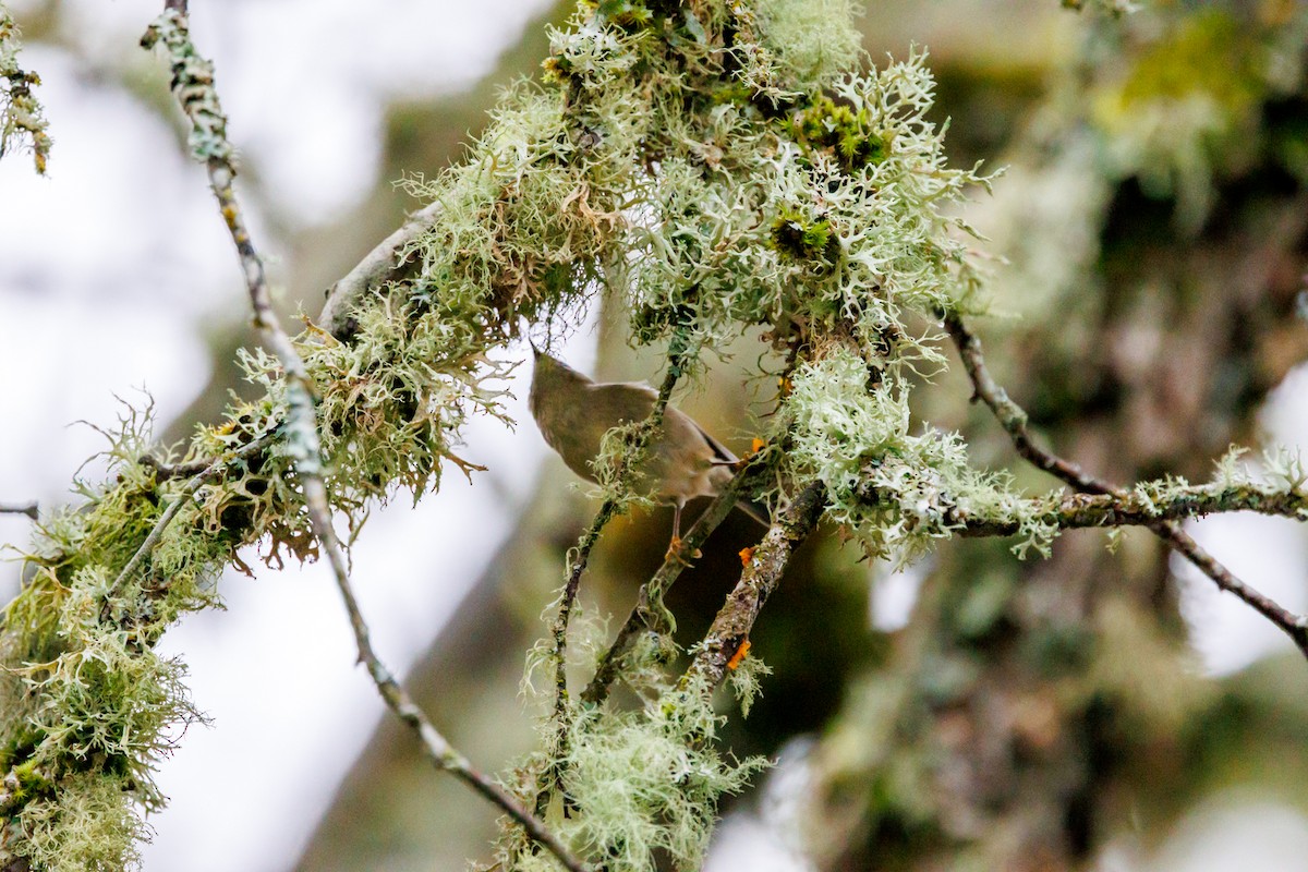 Golden-crowned Kinglet - ML647433002