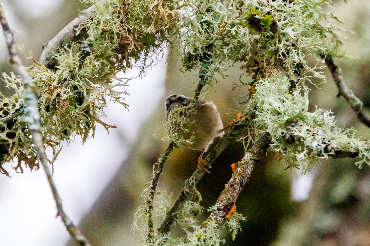 Golden-crowned Kinglet - ML647433003